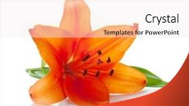  Presentation with lotus flower white water lily - Beautiful slide deck featuring orange lily isolated on white backdrop and a sky blue colored foreground