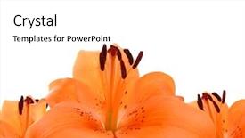  Presentation with lily - Theme with orange lily isolated on white background and a  colored foreground
