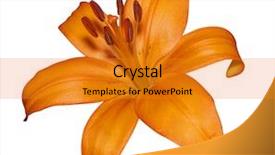  Presentation with lily - Colorful PPT layouts enhanced with orange lily isolated with clipping backdrop and a  colored foreground