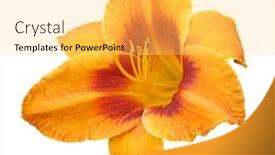  Presentation with lily - Beautiful PPT theme featuring orange lily isolated with clipping path backdrop and a yellow colored foreground