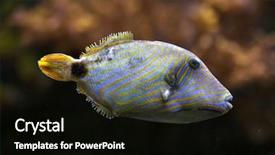 Presentation with orange - Amazing slide deck having orange-lined triggerfish balistapus undulatus backdrop and a black colored foreground