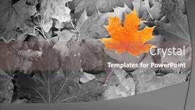  Presentation with maple leaf - Cool new slide deck with orange-maple-leaf-amongst-black backdrop and a gray colored foreground