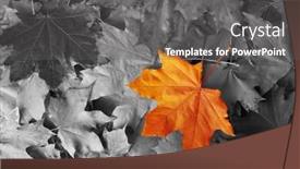  Presentation with maple leaf - Beautiful slide deck featuring orange-maple-leaf-amongst-black backdrop and a gray colored foreground
