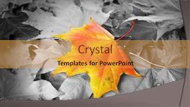  Presentation with maple leaf - PPT theme enhanced with orange maple leaf amongst black and white autumn leaves background and a yellow colored foreground