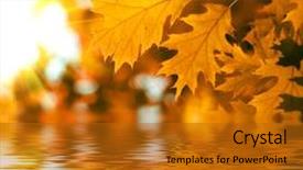  Presentation with maple leaves - Audience pleasing theme consisting of orange maple leaves background backdrop and a gold colored foreground