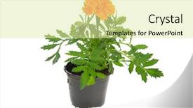  Presentation with orange plant - PPT layouts enhanced with orange marigold plant in black pot isolated over white background background and a blonde colored foreground
