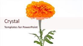 Presentation with orange - PPT theme having orange marigold tagetes background and a sky blue colored foreground