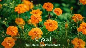  Presentation with garden - Amazing presentation theme having orange-marigolds-in-the-garden backdrop and a tawny brown colored foreground