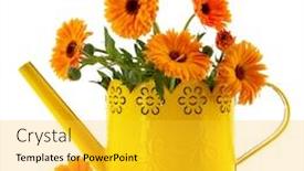  Presentation with yellow orange - Cool new PPT theme with orange marigolds in yellow watering can isolated over white background backdrop and a yellow colored foreground