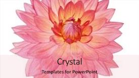  Presentation with maroon - PPT theme with orange maroon - single dahlia flower isolated background and a coral colored foreground