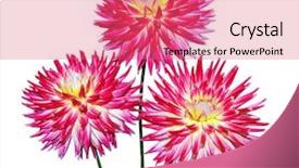  Presentation with maroon - Colorful PPT layouts enhanced with orange maroon - three cactus dahlia isolated backdrop and a coral colored foreground