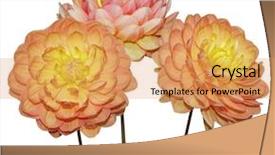  Presentation with maroon - Slide set with orange maroon - three dahlia flowers isolated background and a yellow colored foreground