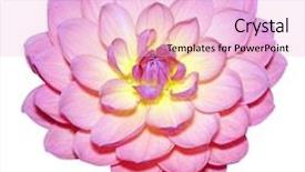  Presentation with marinated pickles variety preserving jars - Cool new slides with orange maroon - waterlily dahlia variety isolated backdrop and a  colored foreground