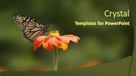  Presentation with orange - Beautiful presentation theme featuring  backdrop and a  colored foreground