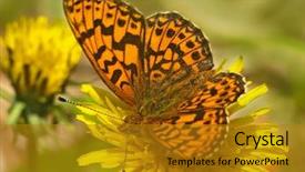  Presentation with orange butterfly - PPT theme having orange monarch butterfly on the yellow dandelion flower background and a gold colored foreground