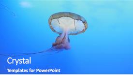  Presentation with ocean clear water deep blue - PPT theme with orange navy - beautiful jelly fishes background and a  colored foreground