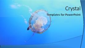  Presentation with ocean clear water deep blue - PPT theme consisting of orange navy - beautiful jelly fishes background and a  colored foreground
