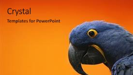  Presentation with navy blue - PPT layouts consisting of orange navy - blue macaw background and a gold colored foreground