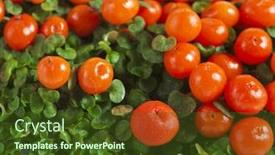  Presentation with orange plant - Slide set featuring orange nertera plant close up macro shot background and a tawny brown colored foreground