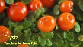  Presentation with orange plant - Cool new slide set with orange nertera plant close up macro shot surface backdrop and a tawny brown colored foreground