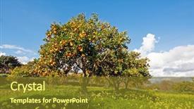  Presentation with orchard - Audience pleasing theme consisting of orange orchard in spring backdrop and a tawny brown colored foreground