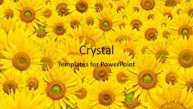  Presentation with sunflowers - Beautiful theme featuring orange pattern - background made of beautiful yellow backdrop and a gold colored foreground