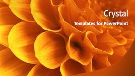  Presentation with pink petal flower animated - Beautiful PPT theme featuring orange pattern - flower and beautiful petals backdrop and a crimson colored foreground