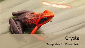  Presentation with amazon jungle - Slides consisting of orange poison dart frog ameerega background and a coral colored foreground