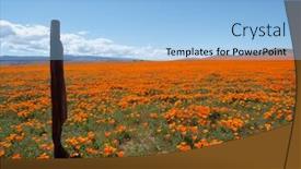  Presentation with poppies - Audience pleasing presentation consisting of orange poppies bask in the southern california sunshine backdrop and a light blue colored foreground