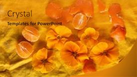  Presentation with linen - Audience pleasing PPT theme consisting of orange-primroses-and-fruits backdrop and a gold colored foreground