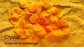  Presentation with linen - Slide set consisting of orange primroses on the orange background and a gold colored foreground