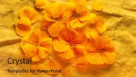  Presentation with linen - PPT layouts having orange primroses on the orange background and a gold colored foreground