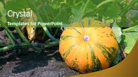  Presentation with vegetable garden - Cool new presentation theme with orange pumpkin on vegetable garden backdrop and a forest green colored foreground