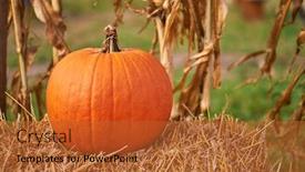  Presentation with market - Beautiful PPT layouts featuring orange-pumpkins-at-outdoor-farmer backdrop and a red colored foreground