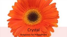  Presentation with congratulation - Amazing slide set having orange red gerbera flower isolated backdrop and a red colored foreground