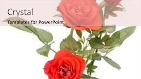  Presentation with orange green white - Beautiful PPT layouts featuring orange-rose-flower-bouquet backdrop and a  colored foreground