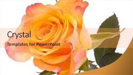  Presentation with rose yellow - Cool new PPT layouts with orange rose isolated on white backdrop and a yellow colored foreground