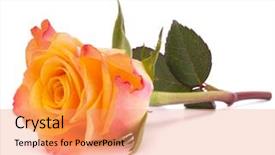  Presentation with red and white rose petals - Slide deck having close up of thermometer on green leaf background and a tawny brown colored foreground