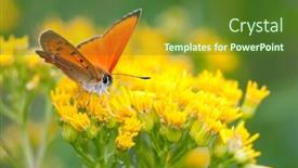  Presentation with orange butterfly - Cool new slide set with orange-scarce-copper-butterfly backdrop and a tawny brown colored foreground