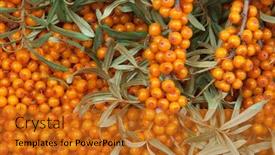  Presentation with orange - PPT layouts consisting of orange-sea-buckthorn-with-green and a gold colored foreground