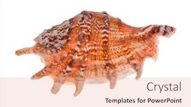  Presentation with shellfish - 