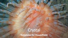  Presentation with orange - Beautiful PPT theme featuring orange short plumose sea anemone backdrop and a  colored foreground