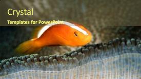  Presentation with orange - Slide deck featuring orange-skunk-clownfish-amphiprion-sandaracinos background and a tawny brown colored foreground
