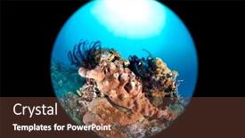  Presentation with sponges - Theme with orange-sponges-attached background and a tawny brown colored foreground