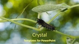  Presentation with orange butterfly - Theme with orange-spotted-black-pipevine-swallowtail background and a tawny brown colored foreground