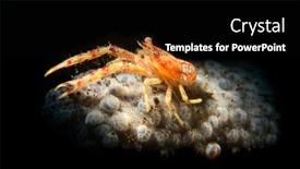  Presentation with indonesia - Amazing PPT theme having orange-squat-lobster backdrop and a black colored foreground