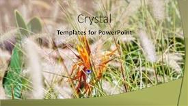  Presentation with paradise - Slide deck having orange-strelitzia-flowers-crane-flower background and a soft green colored foreground