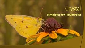  Presentation with sulphur - Colorful PPT theme enhanced with orange sulphur butterfly feeding on a black-eyed susan flower with summer meadow background backdrop and a tawny brown colored foreground