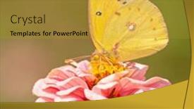  Presentation with sulphur - Presentation design consisting of orange sulphur colias eurytheme butterfly feeding on pink zinnia against green background background and a gold colored foreground