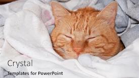  Presentation with socks - Amazing PPT theme having orange tabby cat happily sleeping under a pile of clean socks backdrop and a white colored foreground